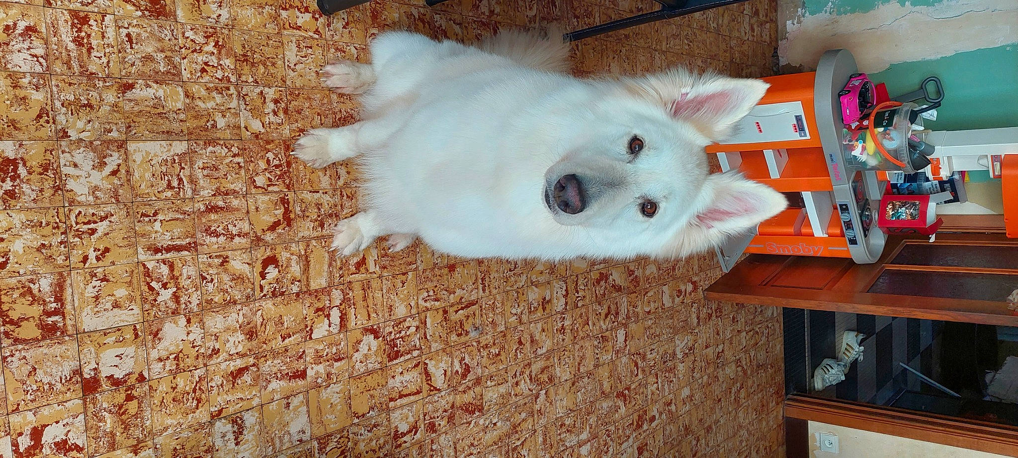 Zora participe au concours pour gagner de l'argent avec cette photo : canidae, carnivore, companion_dog, dog, dog_breed, fawn, fur, german_spitz, indian_spitz, japanese_spitz, non_sporting_group, samoyed, shelf, snout, spitz, sporting_group, tail, volpino_italiano, wood, working_animal