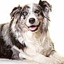 Joy a rejoint le concours — aidez-le/la à gagner de superbes lots ! dog, australian_shepherd, heterochromia, blue_eye, brown_eye, smiling, tongue_out, fluffy_fur, white_background, pet, canine, portrait, lying_down, friendly, cute, animal, mammal, domestic, fur, happy