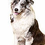 Joy participe au concours pour gagner de l'argent avec cette photo : dog, australian_shepherd, heterochromia, blue_eye, brown_eye, fluffy_fur, sitting, tongue_out, white_background, portrait, pet, cute, friendly, canine, animal, studio_photo, smiling, fur, ears, mammal