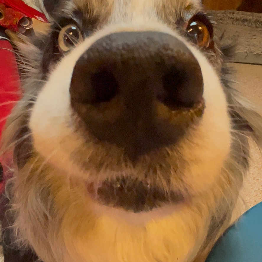 Joy a rejoint le concours — aidez-le/la à gagner de superbes lots ! animal, black, brown, canine, close_up, cozy, curious, dog, eyes, face, fur, household, indoor, muzzle, nose, pet, portrait, snout, whiskers, wooden_wall