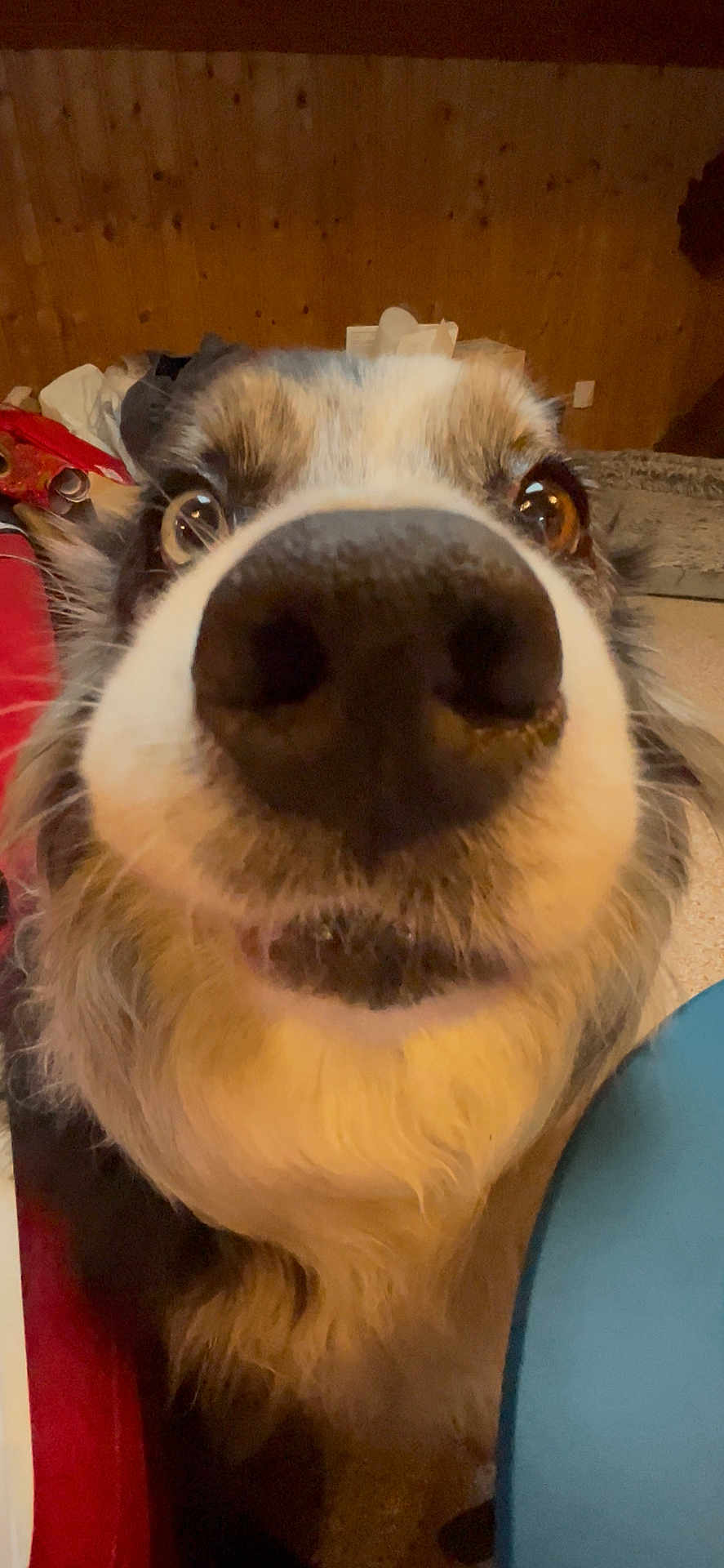 Joy a rejoint le concours — aidez-le/la à gagner de superbes lots ! dog, close_up, nose, curious, indoor, wooden_wall, pet, animal, fur, eyes, snout, cozy, household, muzzle, portrait, canine, face, whiskers, brown, black