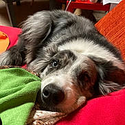 Joy participe au concours pour gagner de l'argent avec cette photo : dog, resting, couch, red_cushion, green_blanket, indoor, fur, pet, relaxed, snout, ears, black_nose, home, table, cup, papers, phone, blanket, close_up, comfort