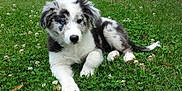 Joy participe au concours pour gagner de l'argent avec cette photo : puppy, dog, grass, outdoor, greenery, clover, flower, white, black, fur, cute, pet, animal, relaxing, nature, young, lying_down, heterochromia, eyes, calm