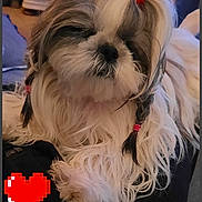 Tia a rejoint le concours — aidez-le/la à gagner de superbes lots ! adorable, animal, black_surface, braids, calm, companion, cozy, cute, digital_graphic, dog, dresser, fluffy, furniture, indoor, long_hair, pet, pixelated_heart, red_hair_tie, resting, small_dog