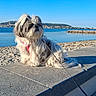 Tia participe au concours pour gagner de l'argent avec cette photo : beach, calm, concrete_ledge, daytime, dog, fluffy, harness, landscape, leash, nature, outdoor, pet, relaxed, sand, scenic, sea, sky, small_dog, sunny, water