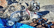Tia a rejoint le concours — aidez-le/la à gagner de superbes lots ! animal, blue_cloth, cute, daytime, dog, fur, hair_tie, long_hair, lying_down, nature, outdoor, pet, resting, rock, sandals, shadow, small_dog, summer, sunny, tongue_out