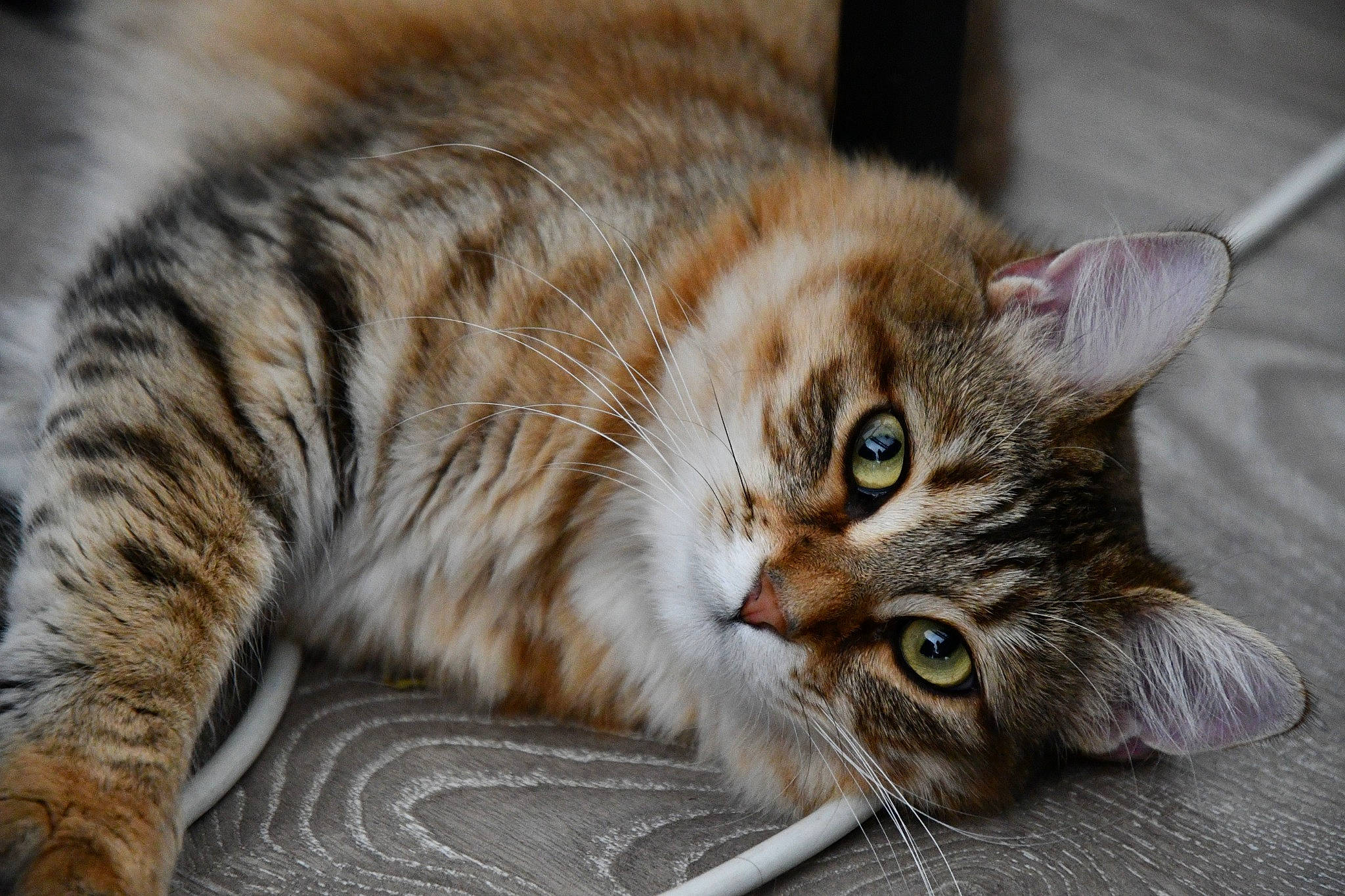 Dana participe au concours pour gagner de l'argent avec cette photo : asian, carnivore, cat, claw, domestic_short_haired_cat, dragon_li, european_shorthair, eye, felidae, fur, kitten, mammal, norwegian_forest_cat, pixie_bob, siberian, small_to_medium_sized_cats, tabby_cat, toyger, vertebrate, whiskers