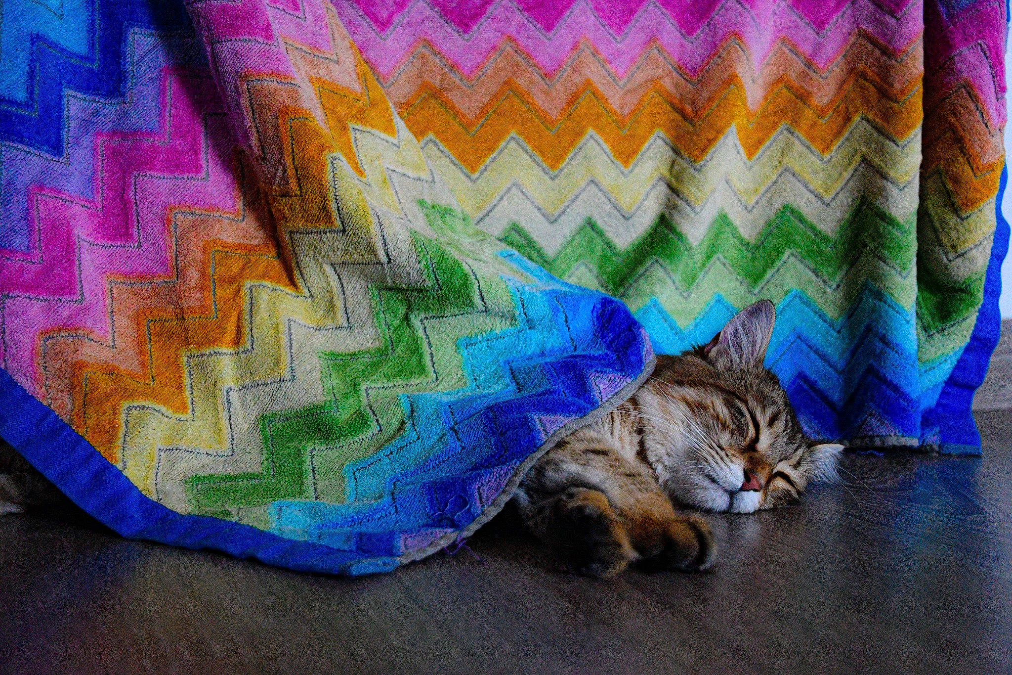 Dana participe au concours pour gagner de l'argent avec cette photo : art, blue, carnivore, cat, domestic_short_haired_cat, european_shorthair, felidae, interior_design, kitten, pattern, small_to_medium_sized_cats, tabby_cat, tail, textile, tints_and_shades, visual_arts, whiskers