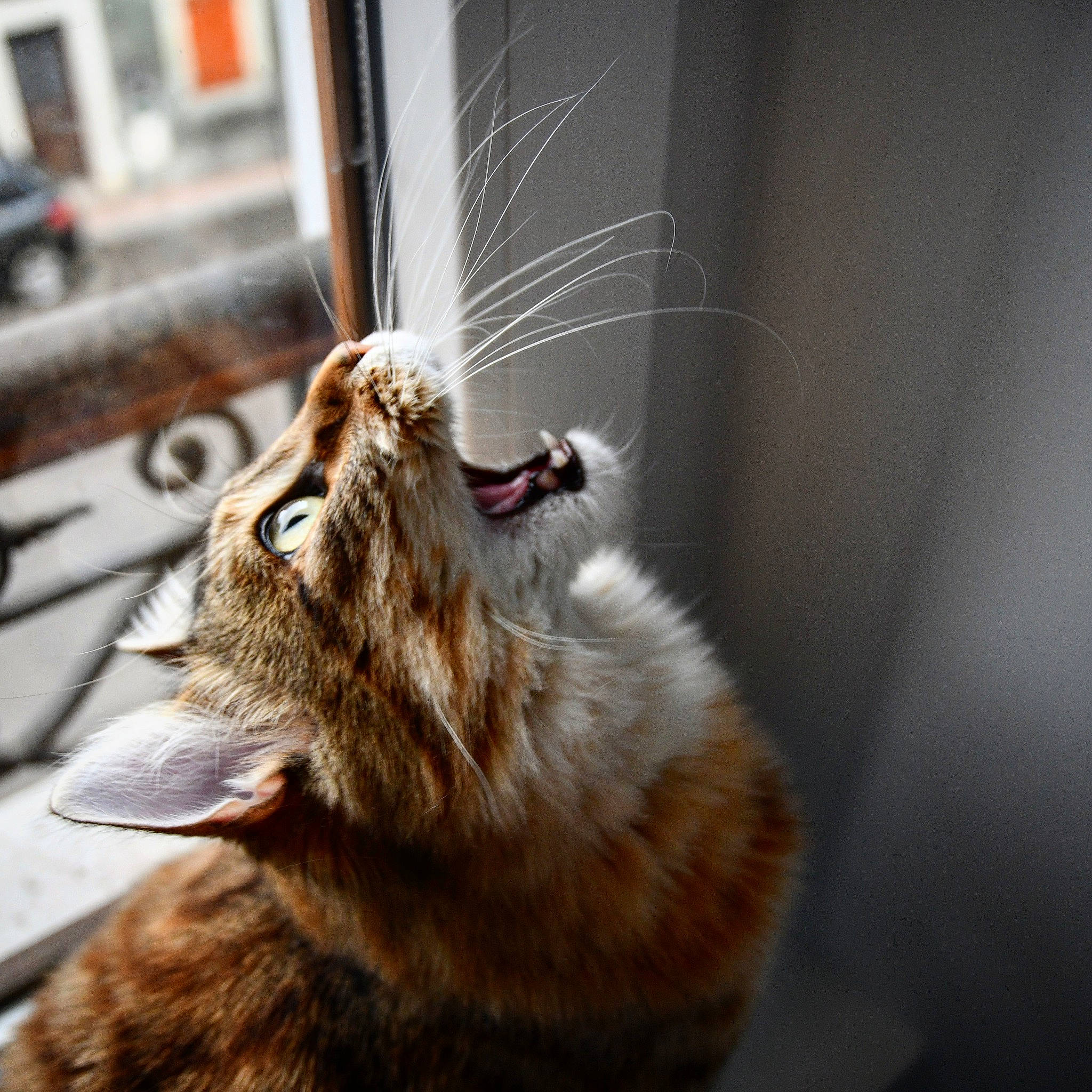 Dana participe au concours pour gagner de l'argent avec cette photo : carnivore, cat, claw, european_shorthair, facial_expression, felidae, fur, norwegian_forest_cat, small_to_medium_sized_cats, snapshot, snout, somali, tabby_cat, whiskers, window, yawn