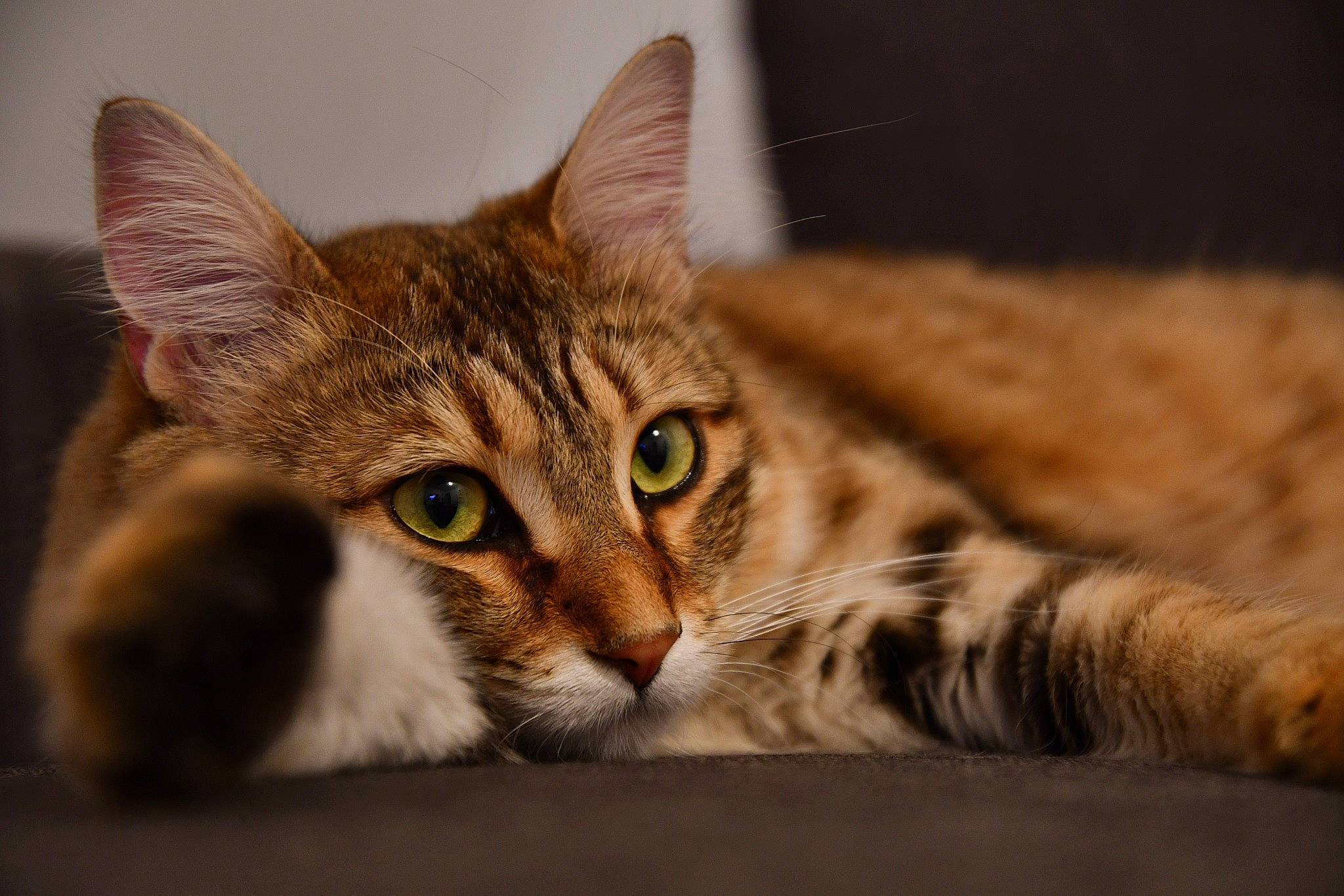 Dana participe au concours pour gagner de l'argent avec cette photo : aegean_cat, asian, bengal, carnivore, cat, close_up, domestic_short_haired_cat, dragon_li, european_shorthair, eye, felidae, fur, kitten, mammal, small_to_medium_sized_cats, snout, tabby_cat, toyger, vertebrate, whiskers