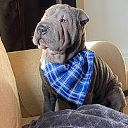Lomai joined the competition — help win amazing prizes! dog, shar_pei, bandana, blue_bandana, wrinkled_skin, couch, indoor, pet, sunlight, beige_couch, portrait, canine, sitting, fur, nose, ears, looking_away, domestic_animal, companion, animal