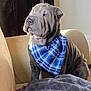 dog, shar_pei, bandana, blue_bandana, wrinkled_skin, couch, indoor, pet, sunlight, beige_couch, portrait, canine, sitting, fur, nose, ears, looking_away, domestic_animal, companion, animal