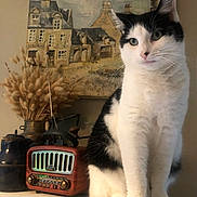 Pierrot participe au concours pour gagner de l'argent avec cette photo : cat, black_and_white_cat, vintage_radio, dried_flowers, vase, painting, indoor, pet, feline, portrait, sitting, tabletop, decor, cozy, nostalgic, animal, whiskers, ears, fur, curious