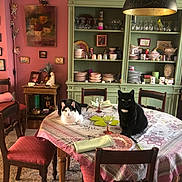 Minimum a rejoint le concours — aidez-le/la à gagner de superbes lots ! black_and_white_cat, black_cat, cat, chair, cozy, decor, dining_room, furniture, glassware, home, indoor, napkin, painting, pets, plate, shelf, table, tablecloth, vintage, window_light