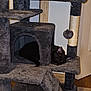 Raven joined the competition — help win amazing prizes! abyssinian, animal, architecture, blackcat, bookcase, building, cat, fireplace, furniture, hardwood, house, housing, indoors, kitten, manx, pet, plywood, shelf, staircase, wood