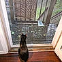 Raven is registered to the contest to win money with this photo: animal, architecture, blackcat, building, cat, deck, door, hardwood, homedecor, house, housing, indoors, interiordesign, manx, pet, plywood, porch, slidingdoor, window, wood