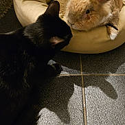 Raven joined the competition — help win amazing prizes! abyssinian, animal, architecture, blackcat, building, canine, cat, couch, dog, furniture, hardwood, indoors, kitten, manx, person, pet, rabbit, siamese, sleeping, wood