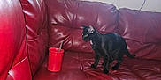 Raven is registered to the contest to win money with this photo: animal, architecture, armchair, beverage, building, canine, cat, chair, couch, cup, cushion, dog, furniture, homedecor, indoors, interiordesign, livingroom, pet, puppy, room