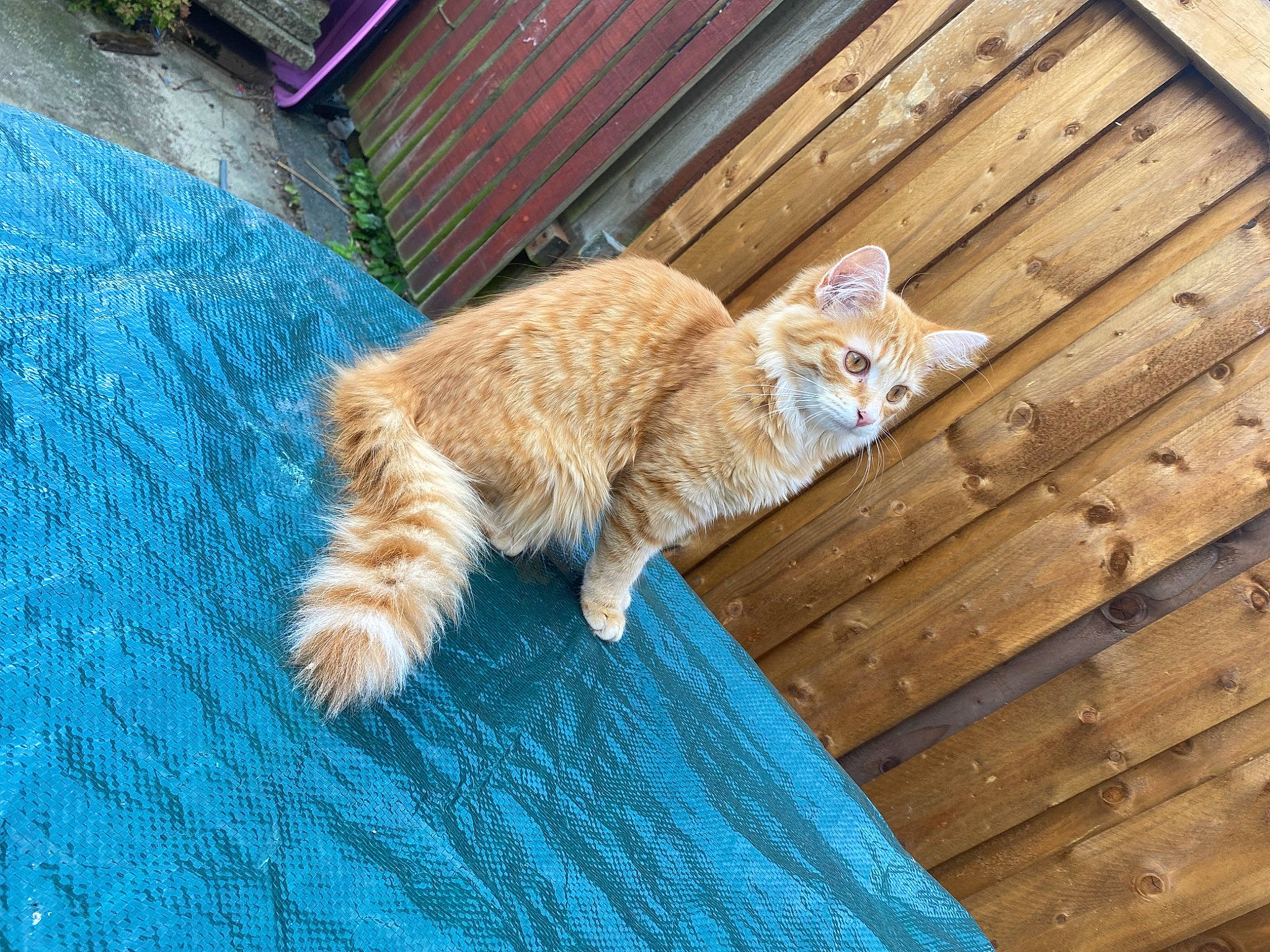 Jelly Bean joined the competition — help win amazing prizes! blue, carnivore, cat, domestic_short_haired_cat, fawn, felidae, flooring, fur, grass, hardwood, plant, sitting, small_to_medium_sized_cats, snout, sporting_group, tail, whiskers, window, wood, wood_stain