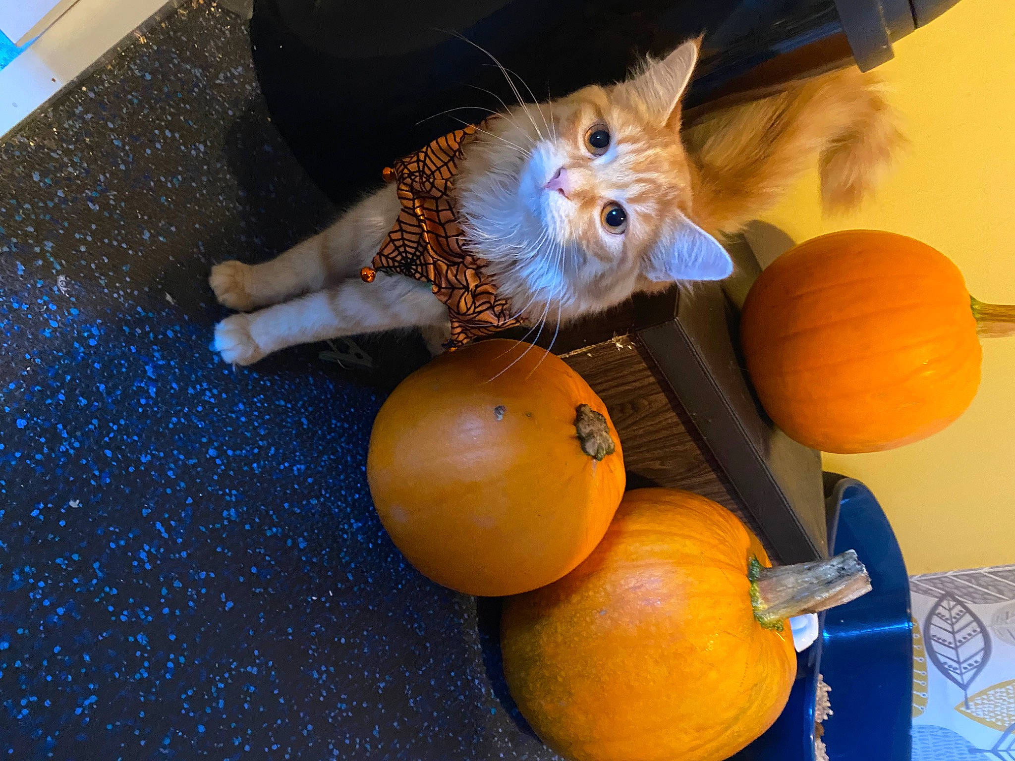 Jelly Bean is registered to the contest to win money with this photo: blue, calabaza, carnivore, cat, citrus, cucurbita, felidae, fruit, gourd, natural_foods, orange, plant, produce, pumpkin, rangpur, squash, toy, vegetable, winter_squash, wood