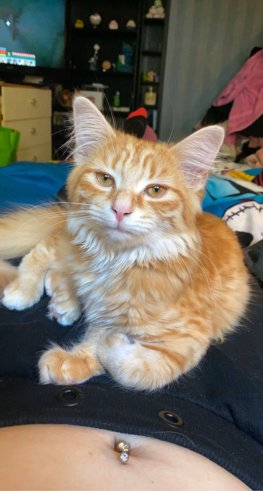 Jelly Bean is registered to the contest to win money with this photo: box, carnivore, cat, claw, domestic_short_haired_cat, electric_blue, fawn, felidae, fur, paw, sitting, small_to_medium_sized_cats, snout, tail, whiskers