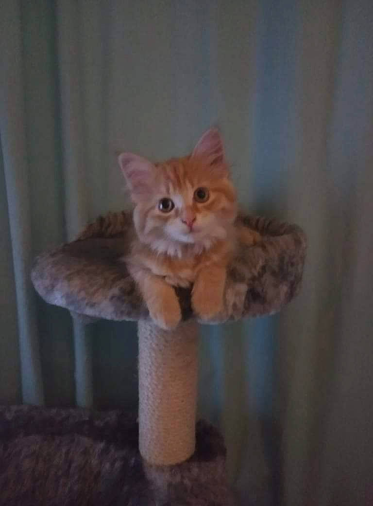 Jelly Bean is registered to the contest to win money with this photo: art, carnivore, cat, cat_supply, chair, domestic_short_haired_cat, eye, fawn, felidae, fur, paw, peach, plant, shelf, small_to_medium_sized_cats, snout, tail, whiskers, window, wood