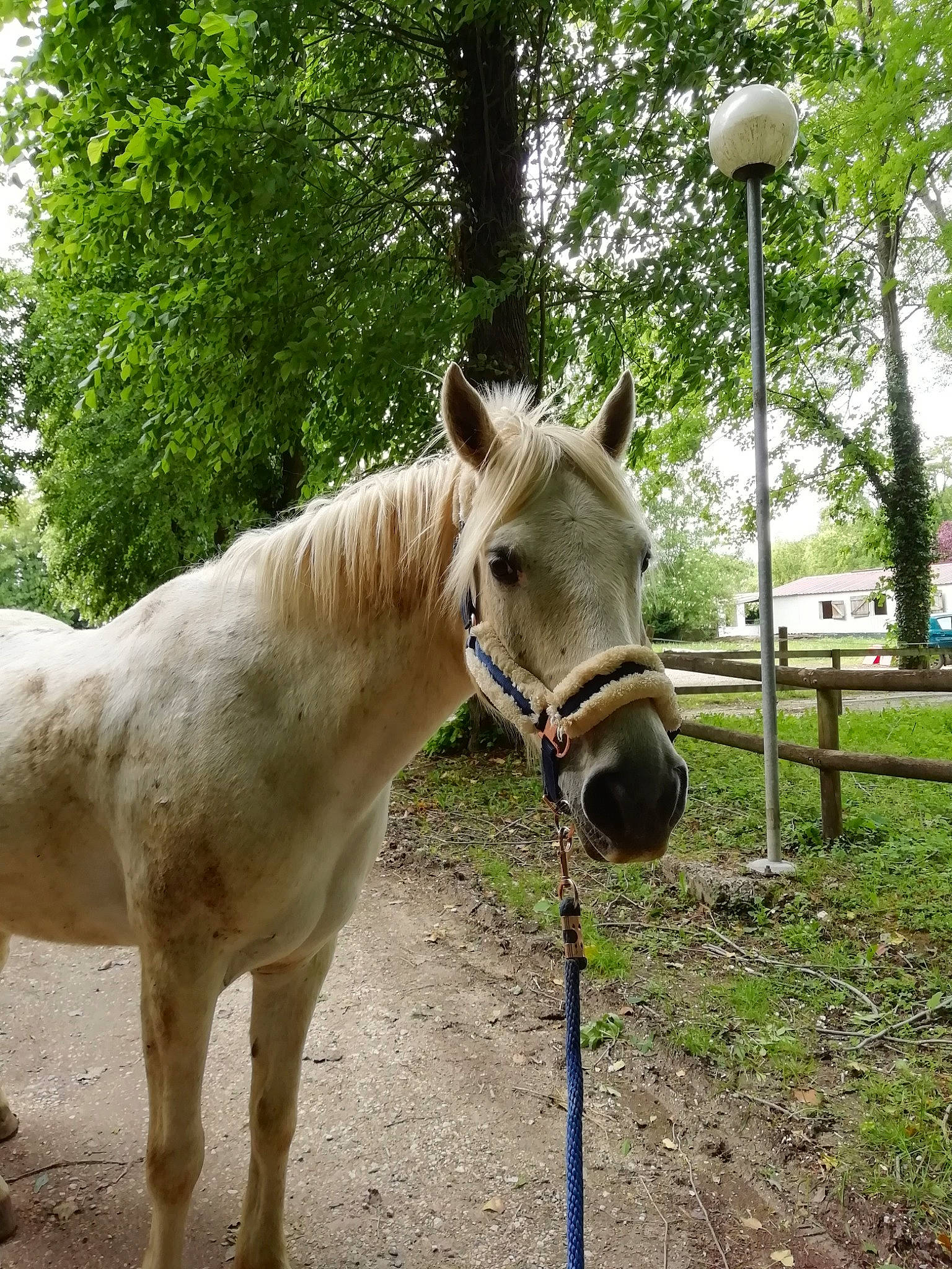 Ulysse a rejoint le concours — aidez-le/la à gagner de superbes lots ! bridle, fawn, halter, horse, horse_tack, livestock, mammal, mane, mare, mustang_horse, pack_animal, plant, rein, snout, sorrel, stallion, tree, vertebrate, wildlife