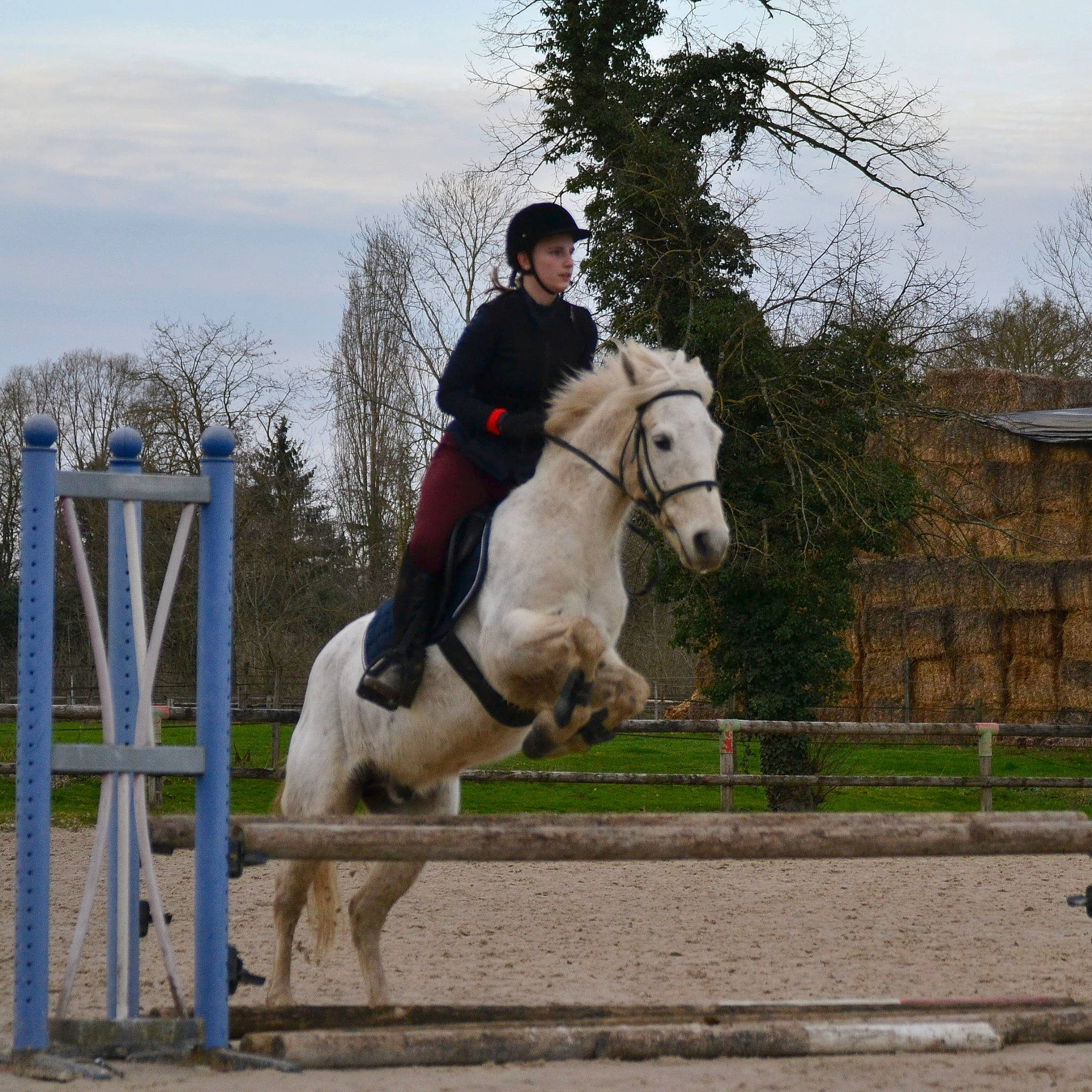 Ulysse a rejoint le concours — aidez-le/la à gagner de superbes lots ! animal_sports, bridle, english_riding, equestrian, equestrianism, equitation, eventing, halter, horse, horse_supplies, horse_tack, hunt_seat, jockey, mammal, mane, outdoor_recreation, recreation, rein, saddle, vertebrate