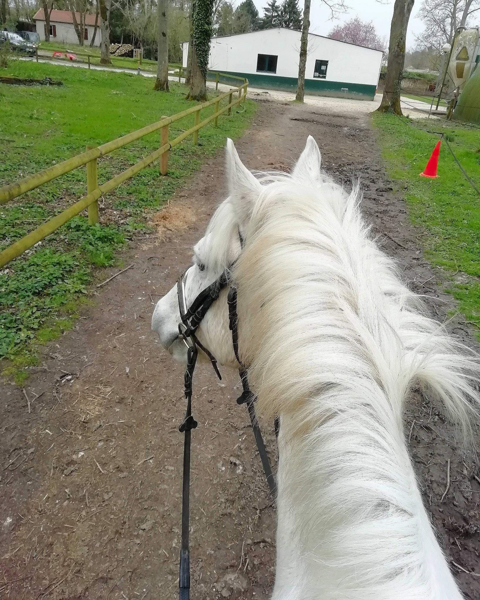 Ulysse a rejoint le concours — aidez-le/la à gagner de superbes lots ! bridle, equestrianism, halter, horse, horse_tack, livestock, mane, mare, plant, recreation, rein, stallion, tail, trail_riding, tree