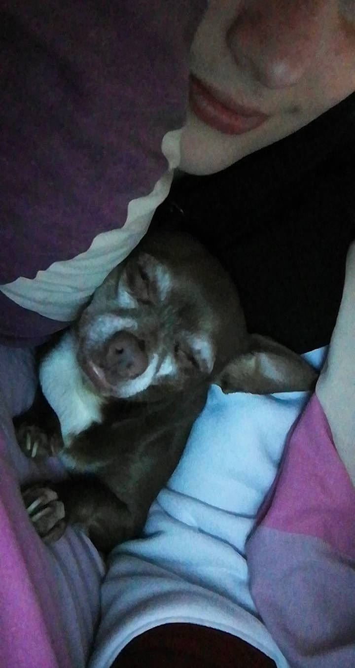 Hera participe au concours pour gagner de l'argent avec cette photo : boston_terrier, canidae, carnivore, companion_dog, dog, dog_breed, fawn, non_sporting_group, puppy, sporting_group