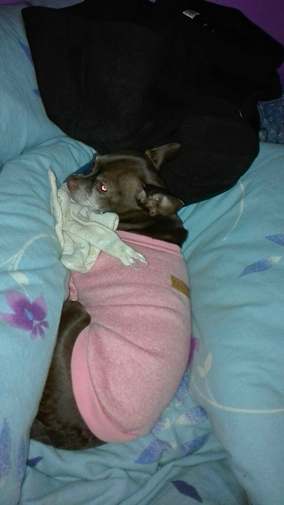 Hera a rejoint le concours — aidez-le/la à gagner de superbes lots ! american_hairless_terrier, canidae, carnivore, dog, dog_breed, ear, fawn, puppy, sleep, sporting_group, weimaraner