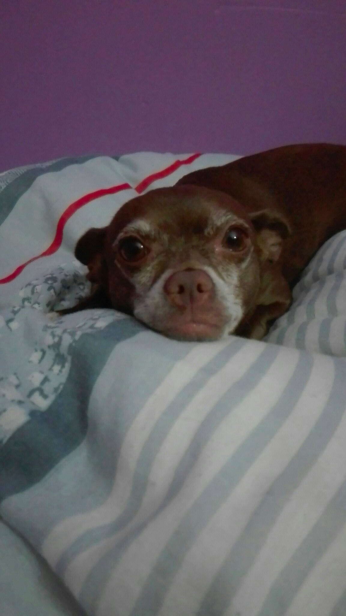 Hera a rejoint le concours — aidez-le/la à gagner de superbes lots ! american_pit_bull_terrier, canidae, carnivore, dog, dog_breed, ear, fawn, liver, nose, pachon_navarro, pit_bull, pointer, puppy, skin, snout, sporting_group, vizsla