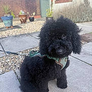Teddy joined the competition — help win amazing prizes! dog, puppy, black_dog, curly_fur, pet, outdoor, garden, potted_plants, leash, harness, sidewalk, brick_wall, cute, animal, small_dog, fluffy, sitting, young_dog, canine, fur