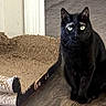 black_cat, cat, scratching_post, wooden_floor, pet, animal, indoor, furniture, flooring, curious, sitting, fur, whiskers, ears, eyes, domestic_cat, home, quiet, calm, shadow