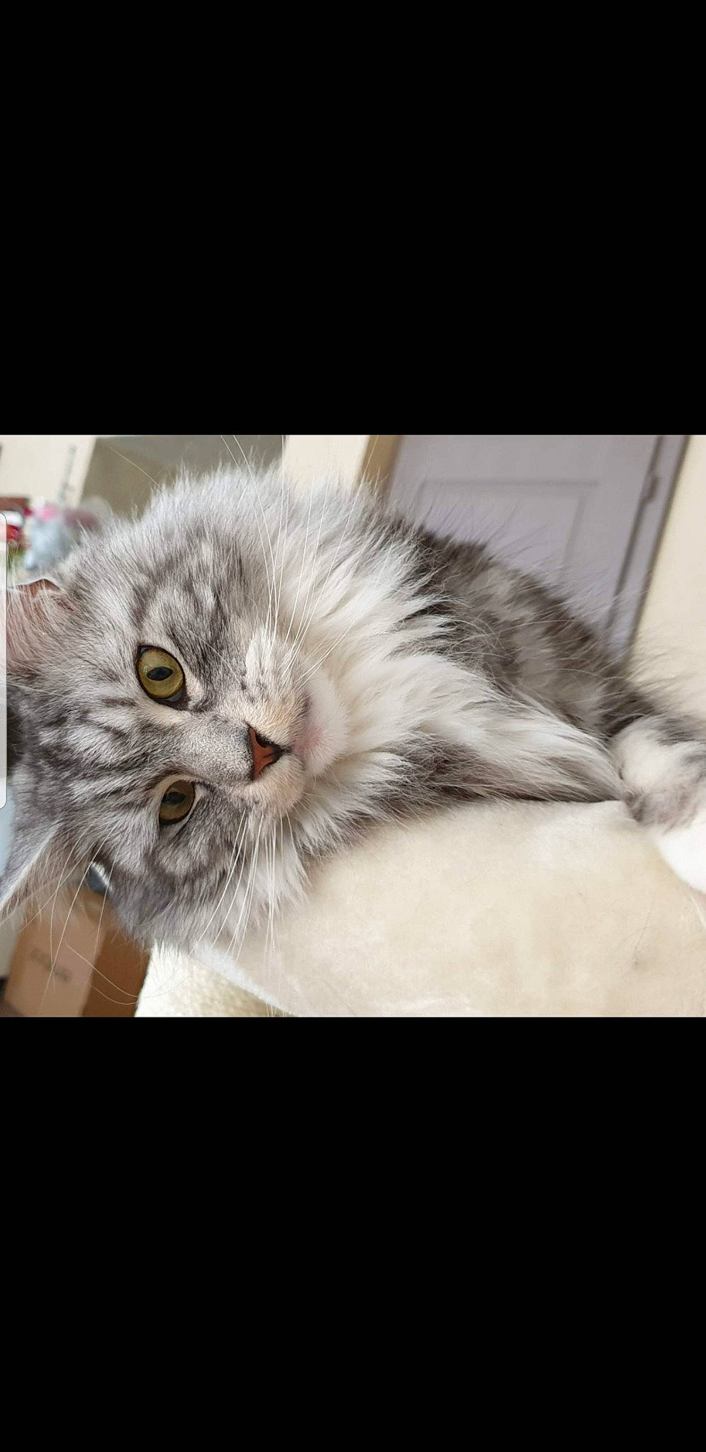 Haslan participe au concours pour gagner de l'argent avec cette photo : american_curl, british_longhair, british_semi_longhair, carnivore, cat, ear, eye, felidae, fur, kitten, maine_coon, mammal, norwegian_forest_cat, nose, photo_caption, scottish_fold, siberian, small_to_medium_sized_cats, tabby_cat, whiskers