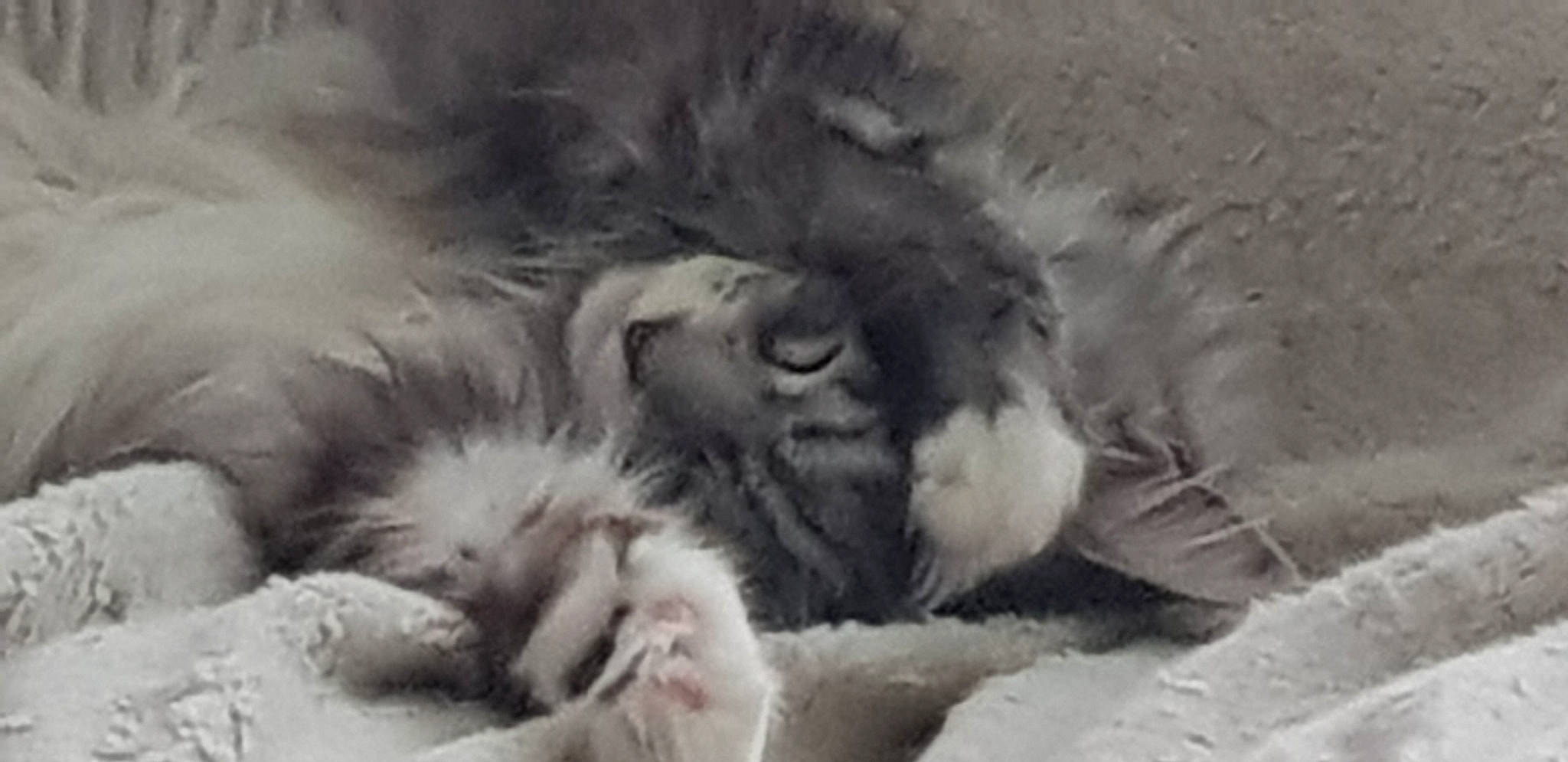 Haslan a rejoint le concours — aidez-le/la à gagner de superbes lots ! canidae, carnivore, cat, fur, keeshond, kitten