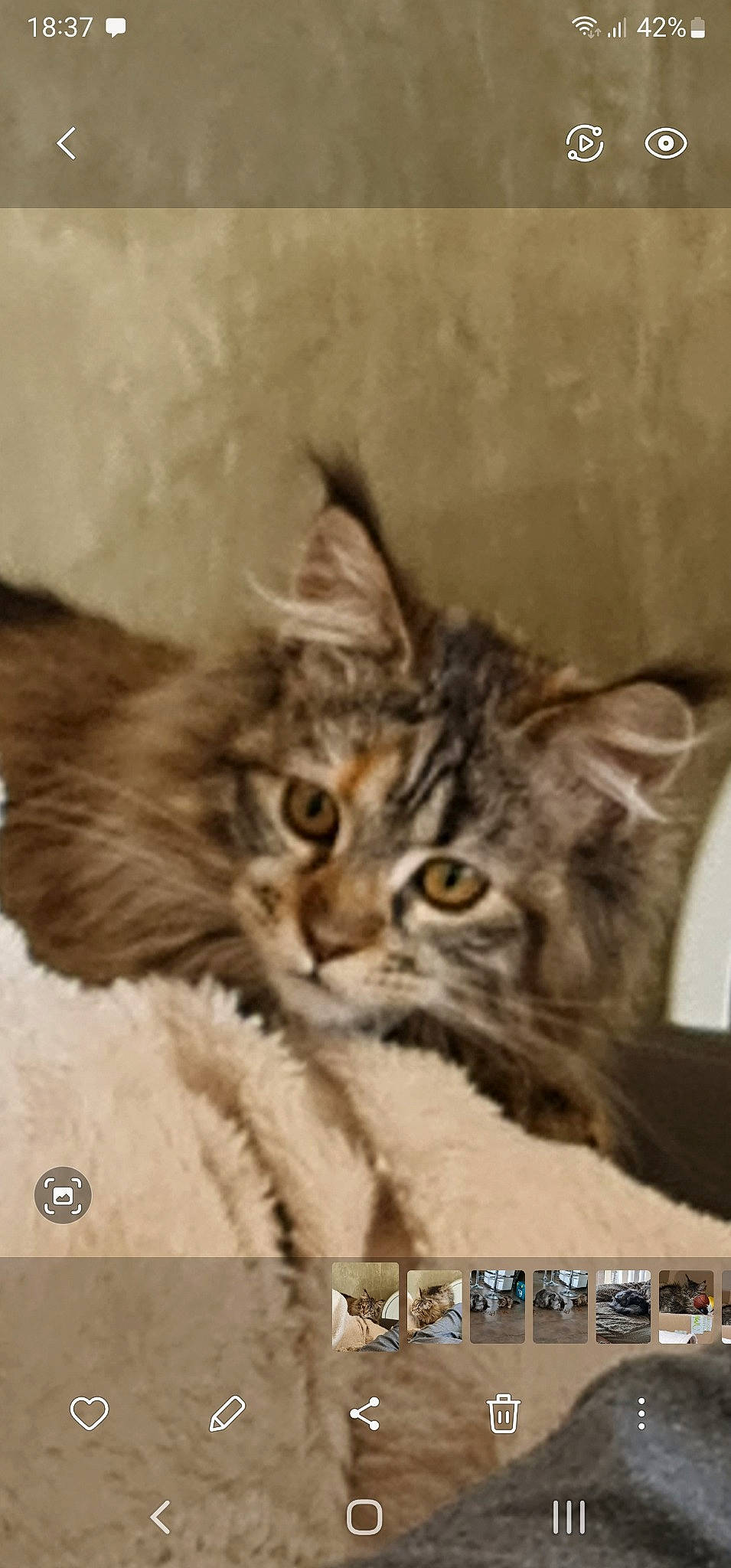 Tinny a rejoint le concours — aidez-le/la à gagner de superbes lots ! carnivore, cat, domestic_short_haired_cat, felidae, fur, photo_caption, screenshot, small_to_medium_sized_cats, snout, terrestrial_animal, whiskers, wildlife