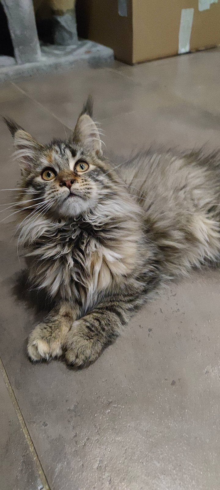 Tinny a rejoint le concours — aidez-le/la à gagner de superbes lots ! carnivore, cat, claw, domestic_short_haired_cat, felidae, fur, grass, maine_coon, paw, sitting, small_to_medium_sized_cats, snout, soil, tail, terrestrial_animal, whiskers, wildlife, wood