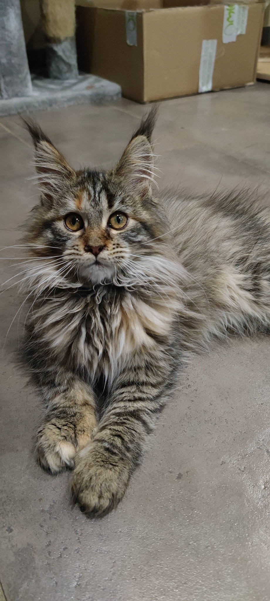 Tinny participe au concours pour gagner de l'argent avec cette photo : carnivore, cat, claw, domestic_short_haired_cat, felidae, fur, grass, maine_coon, paw, sitting, small_to_medium_sized_cats, snout, tail, terrestrial_animal, whiskers, wildlife