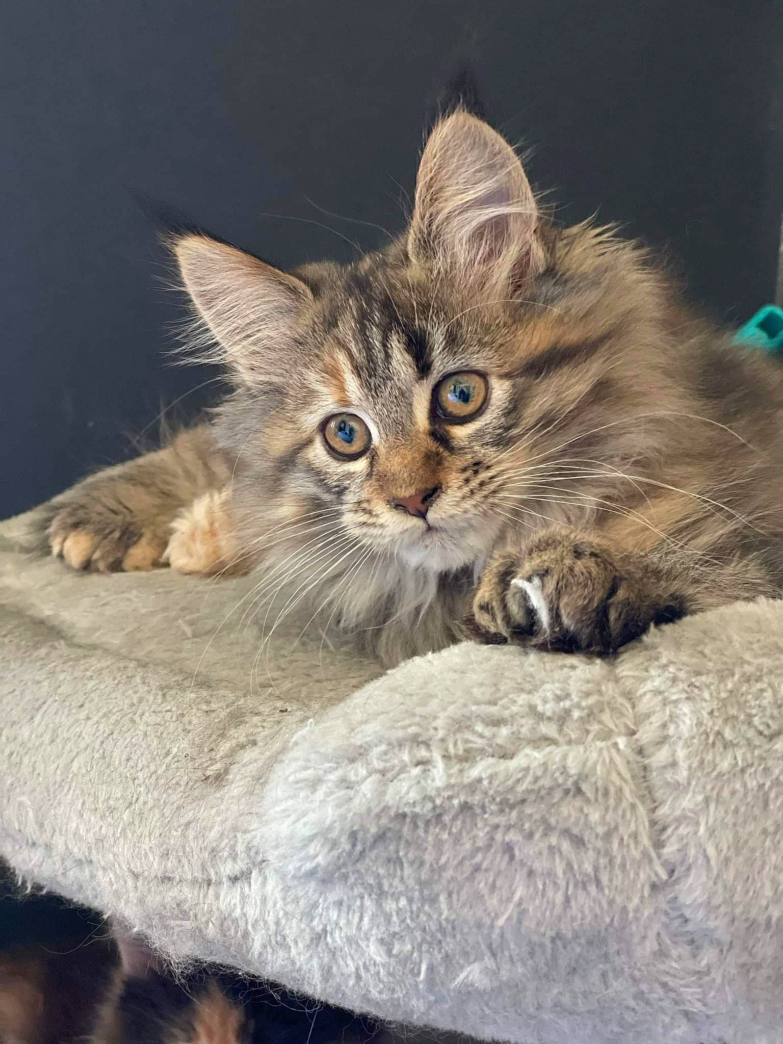 Tinny participe au concours pour gagner de l'argent avec cette photo : carnivore, cat, cat_supply, claw, comfort, domestic_short_haired_cat, fawn, felidae, fur, paw, small_to_medium_sized_cats, snout, tail, terrestrial_animal, whiskers, wildlife