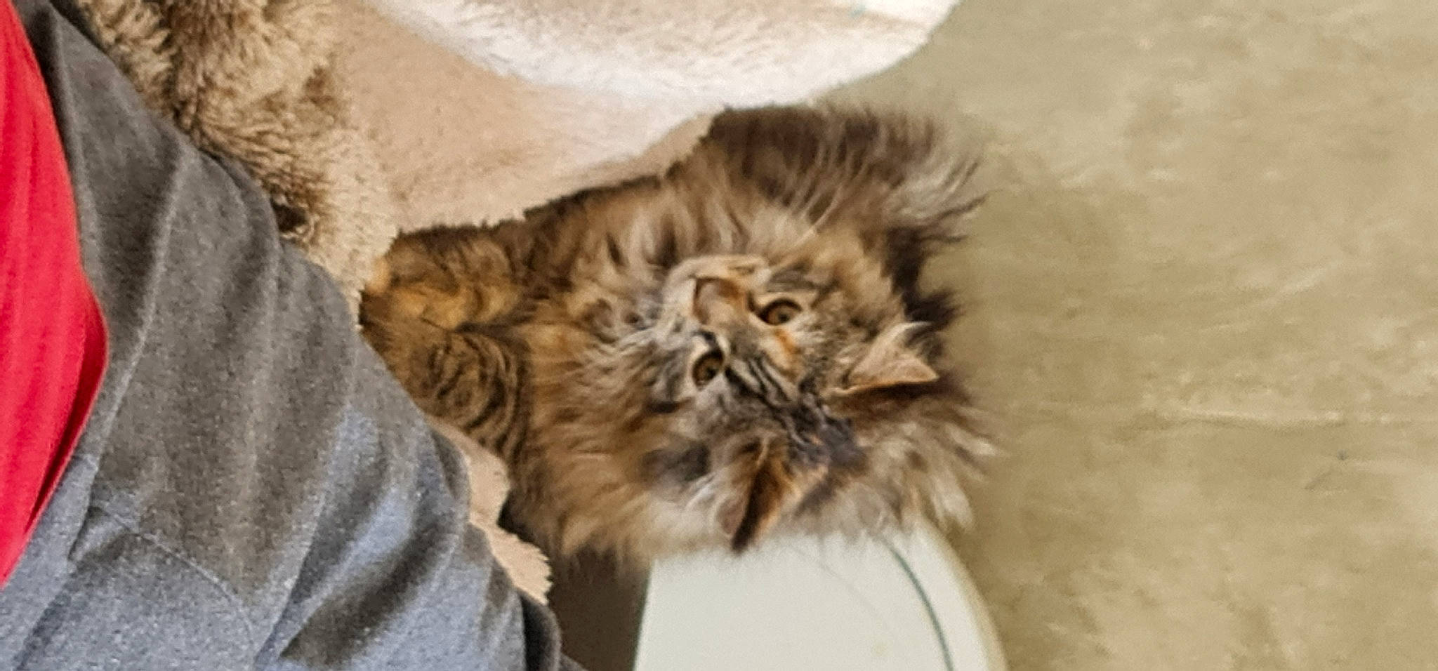 Tinny a rejoint le concours — aidez-le/la à gagner de superbes lots ! big_cats, carnivore, cat, claw, comfort, fang, fawn, felidae, fur, liver, paw, small_to_medium_sized_cats, snout, terrestrial_animal, whiskers, wildlife, wood