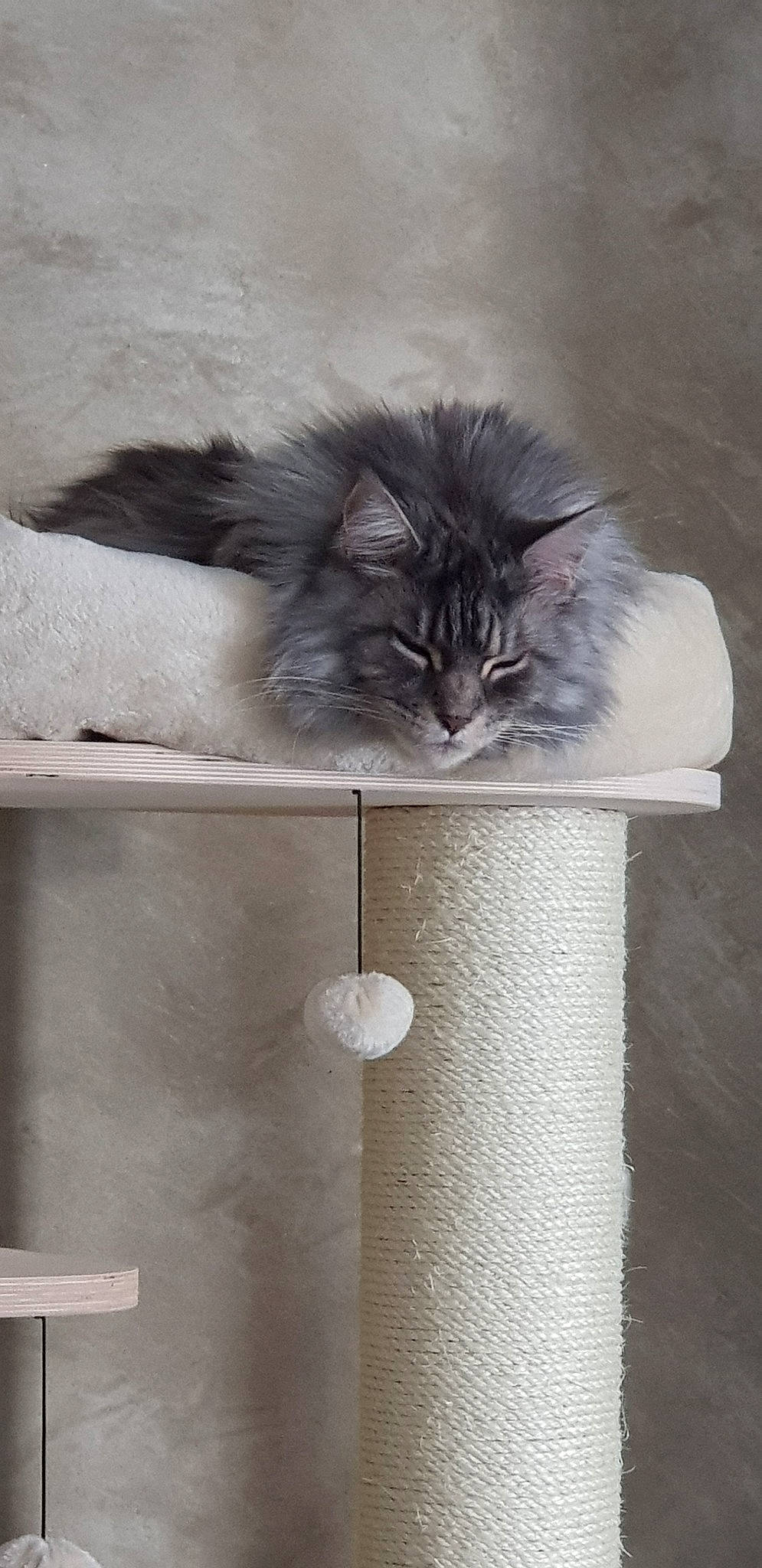 Halloween participe au concours pour gagner de l'argent avec cette photo : british_longhair, carnivore, cat, domestic_long_haired_cat, felidae, nebelung, norwegian_forest_cat, small_to_medium_sized_cats, tail, whiskers