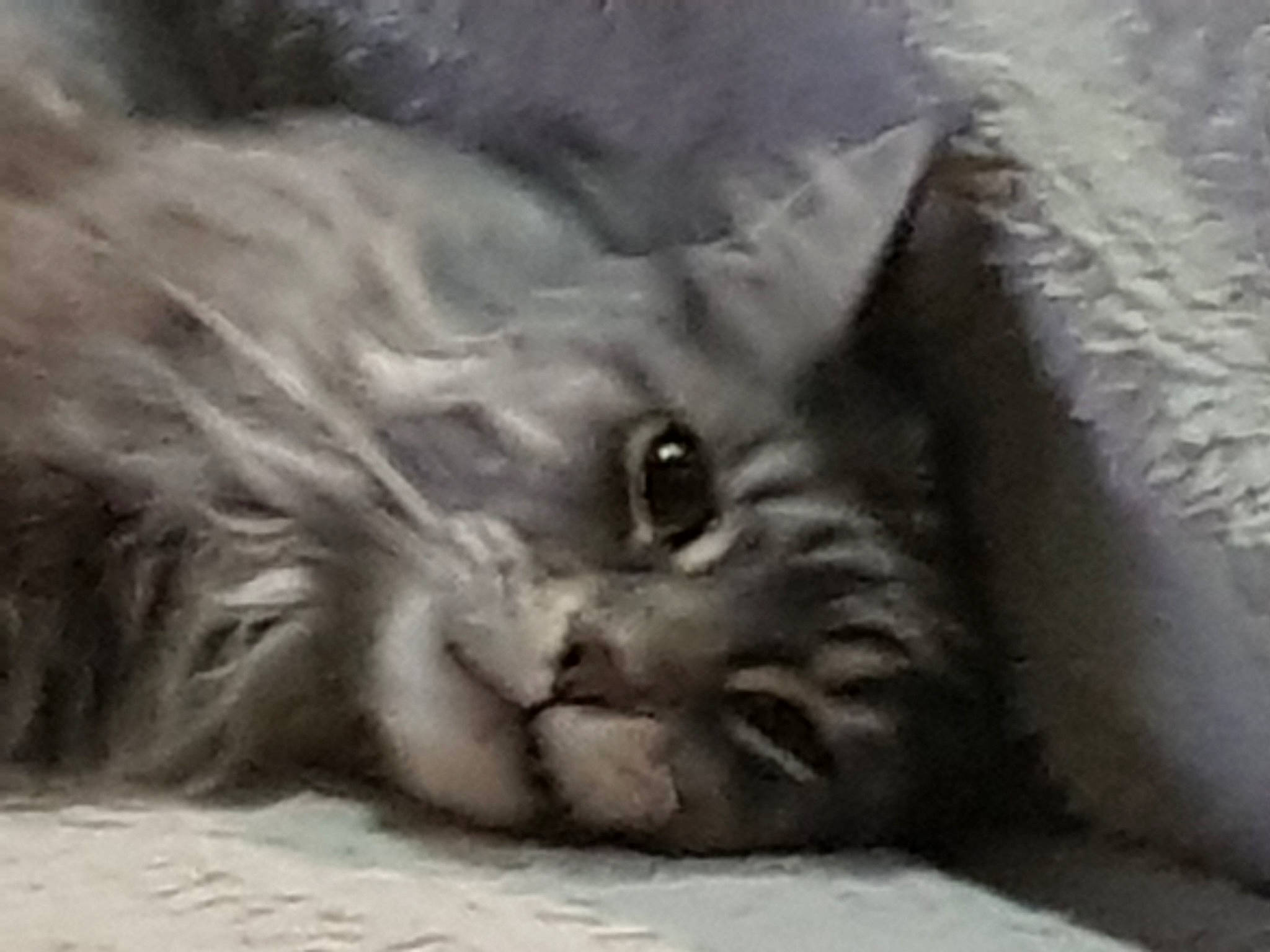 Halloween a rejoint le concours — aidez-le/la à gagner de superbes lots ! asian_semi_longhair, british_longhair, british_semi_longhair, british_shorthair, carnivore, cat, domestic_long_haired_cat, felidae, fur, kitten, mammal, nebelung, norwegian_forest_cat, persian, ragamuffin, siberian, small_to_medium_sized_cats, snout, vertebrate, whiskers