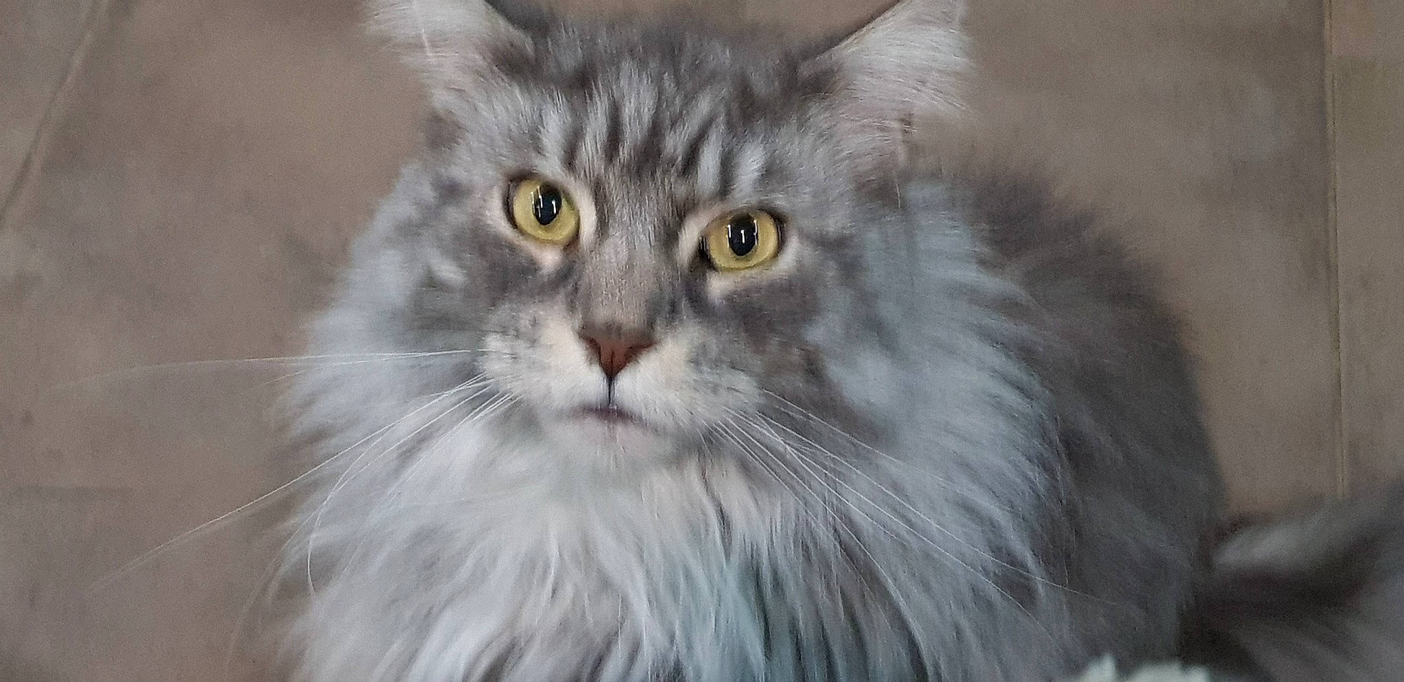 Halloween participe au concours pour gagner de l'argent avec cette photo : american_curl, asian_semi_longhair, british_longhair, british_semi_longhair, carnivore, cat, domestic_long_haired_cat, eye, felidae, maine_coon, mammal, napoleon_cat, norwegian_forest_cat, persian, ragamuffin, siberian, small_to_medium_sized_cats, snout, vertebrate, whiskers