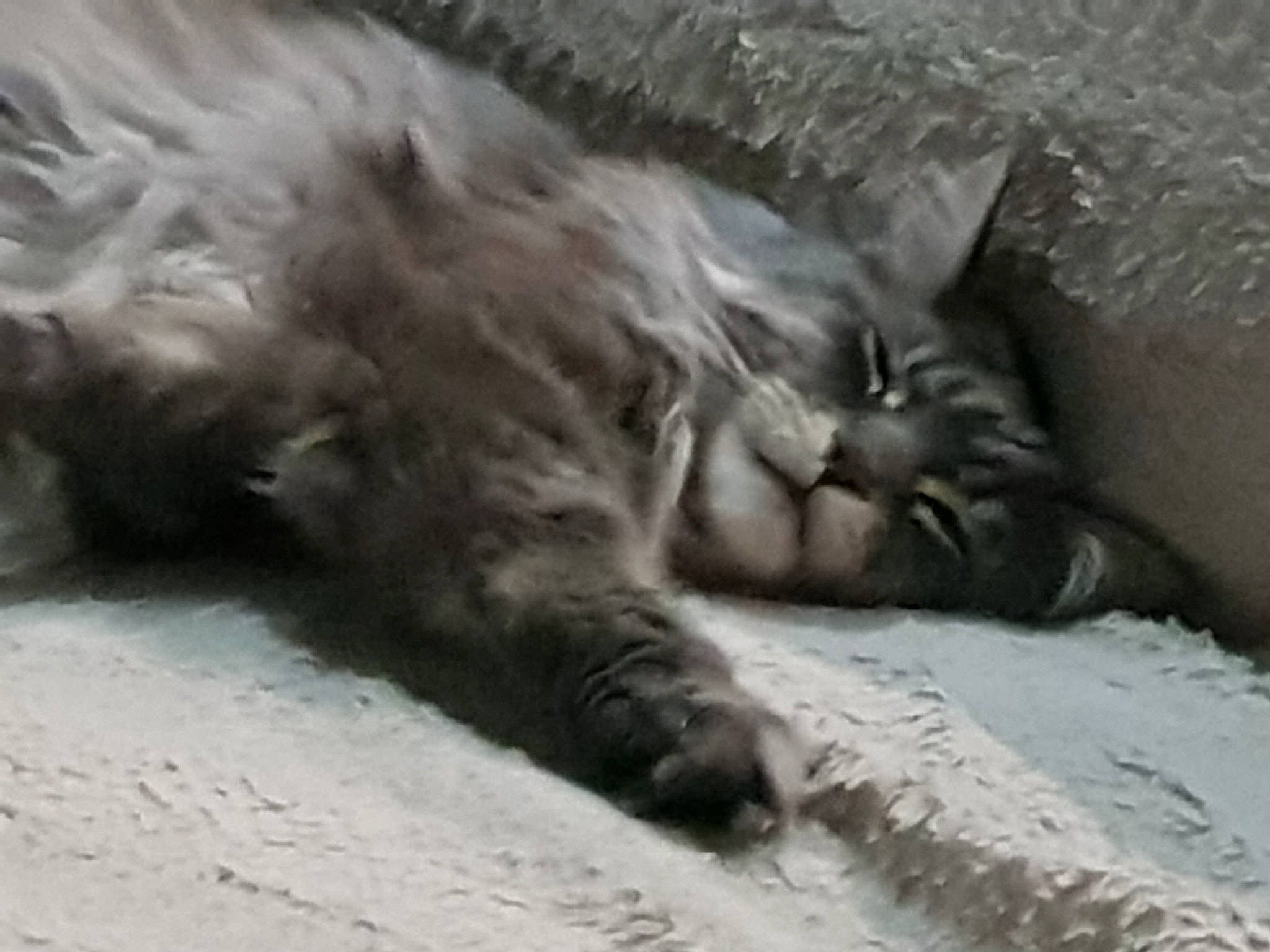 Halloween a rejoint le concours — aidez-le/la à gagner de superbes lots ! british_longhair, british_semi_longhair, carnivore, cat, domestic_long_haired_cat, felidae, kitten, maine_coon, mammal, nap, nebelung, norwegian_forest_cat, organism, ragamuffin, siberian, sleep, small_to_medium_sized_cats, snout, tabby_cat, whiskers