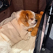 Billy joined the competition — help win amazing prizes! dog, sleeping, plush_toy, beige_sweater, stroller, blanket, cozy, pet, fur, cuddling, indoor, resting, cute, small_dog, soft_texture, brown, white, comfort, napping, peaceful