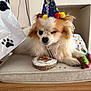 Billy is registered to the contest to win money with this photo: dog, party_hat, cookie, toy, cushion, white_dog, tan_dog, indoor, birthday, pet, sleepy, decorated_cookie, pom_poms, fabric, wood, celebration, paw_print, animal, canine, resting