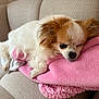 dog, small_dog, fluffy, white_fur, brown_fur, resting, pink_blanket, couch, cozy, pet, sleepy, indoor, soft_texture, fur, animal, companion, cute, relaxed, living_room, comfort