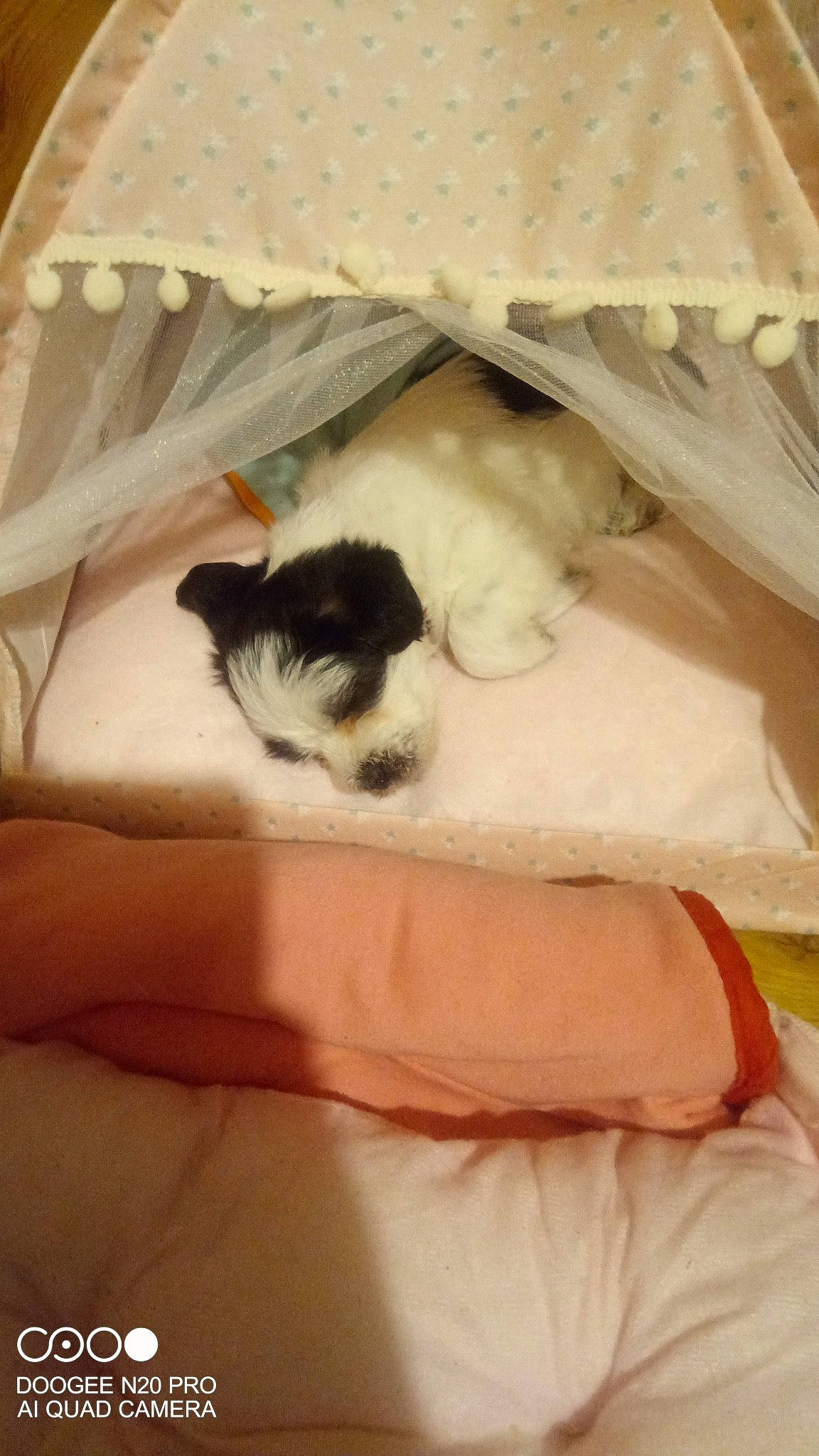 Choupie participe au concours pour gagner de l'argent avec cette photo : bed, bedding, canidae, carnivore, cat, comfort, domestic_short_haired_cat, duvet, fawn, felidae, fur, linens, mammal, paw, small_to_medium_sized_cats, snout, tail, textile, whiskers, wood