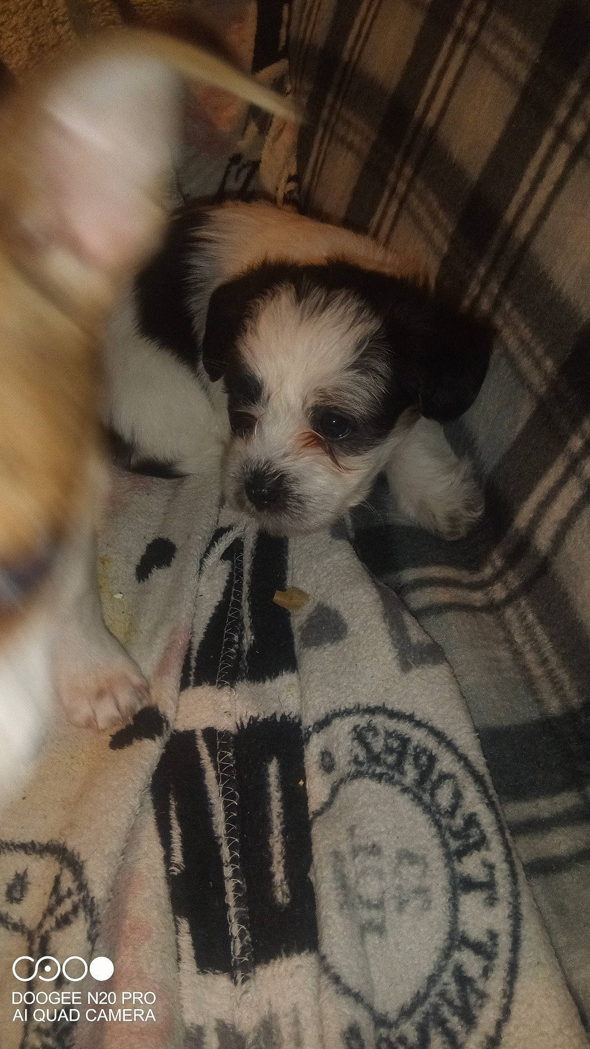 Choupie a rejoint le concours — aidez-le/la à gagner de superbes lots ! canidae, carnivore, companion_dog, dog, dog_breed, dog_supply, fur, mal_shi, non_sporting_group, pattern, sleeve, small_terrier, snout, sporting_group, terrier, toy_dog, whiskers